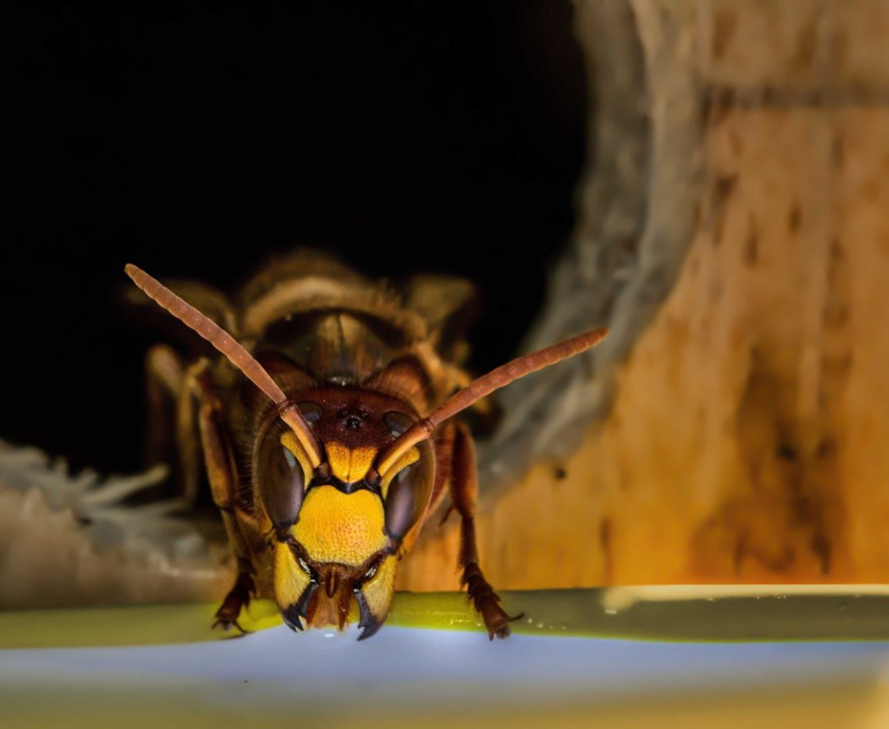 insect 3216992 1920