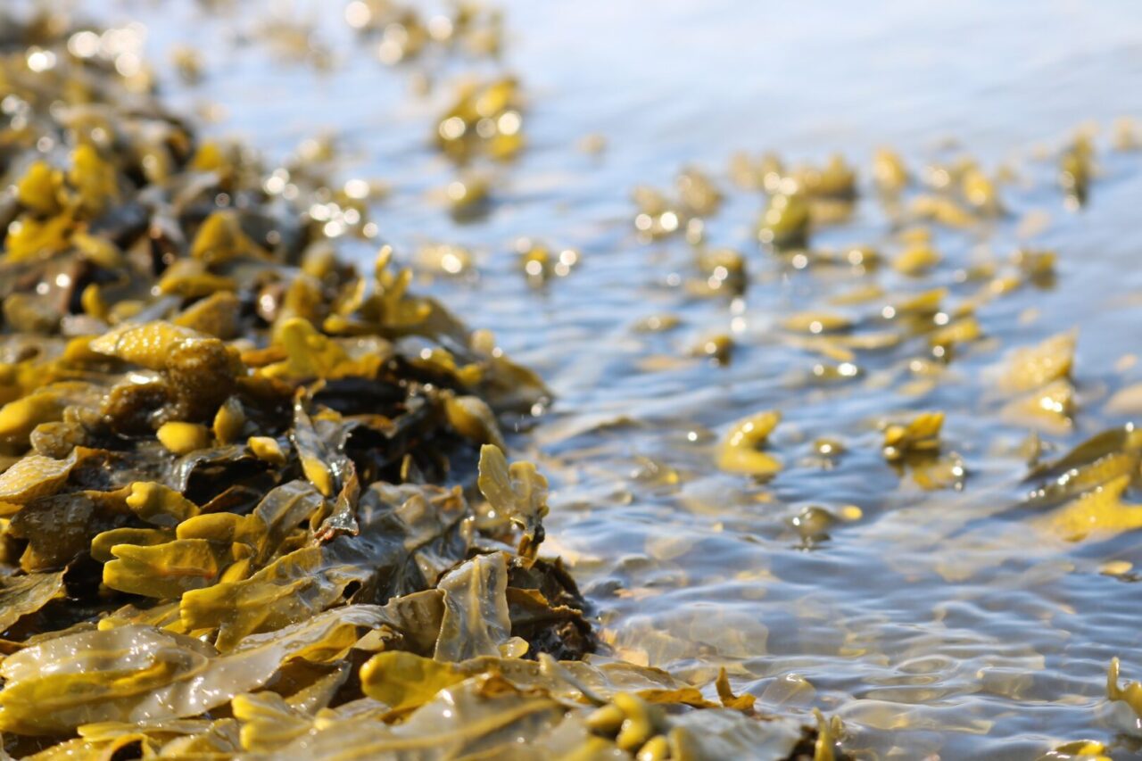 seaweed 3524238 1920