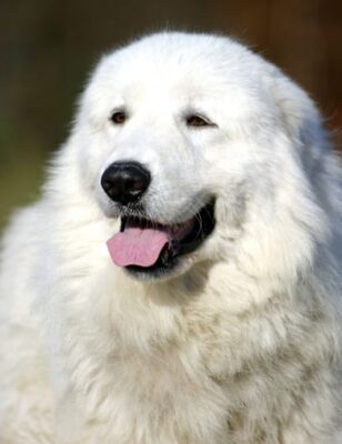 maremma1