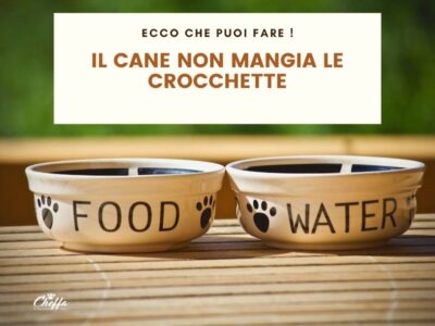 cane non mangia crocchette