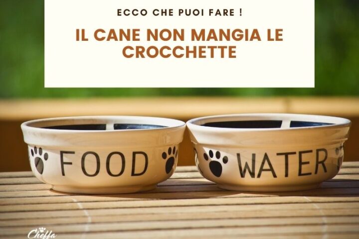 cane non mangia crocchette