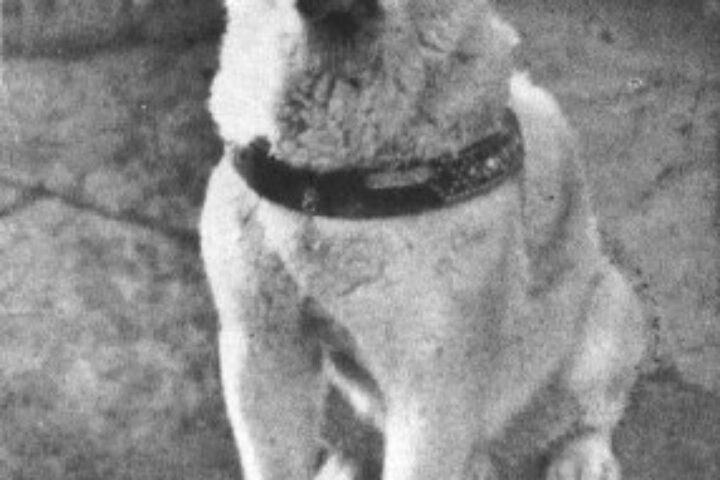 hachiko 286x420