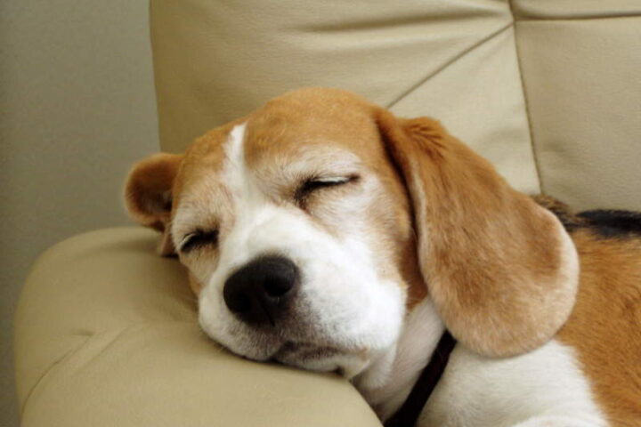 cane dorme