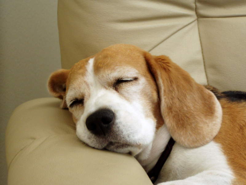 cane dorme