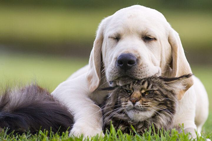 cani gatti litigano