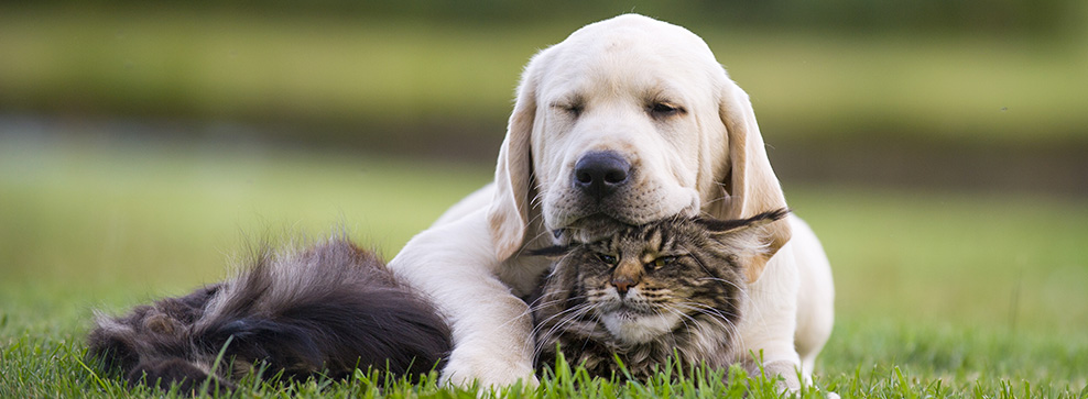 cani gatti litigano