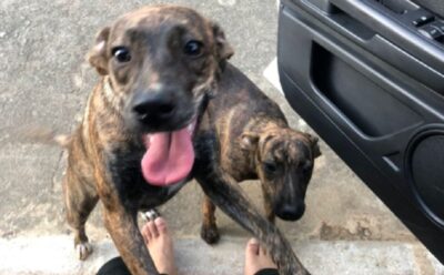 cani gemelli e1652279444879