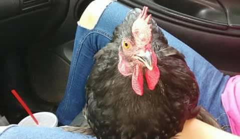 gallina