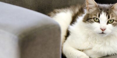 gatto 640x320