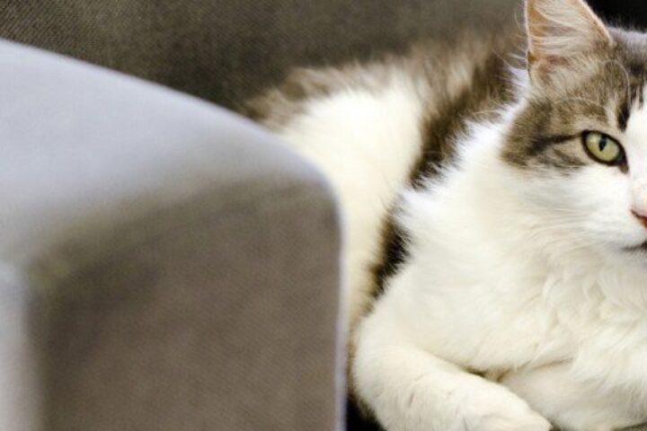 gatto 640x320