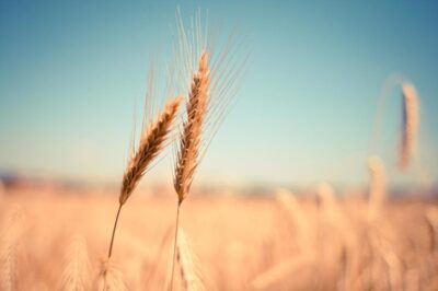 grano 1024x682
