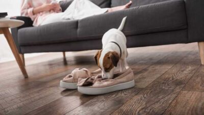 perche cane annusa scarpe