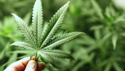 cannabis
