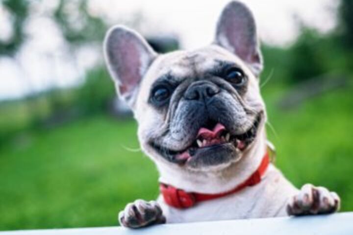 adorable animal bull 160846 e1534787213836