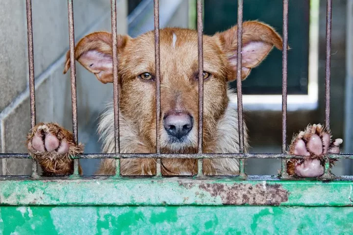 festival della carne di cane di yulin cina