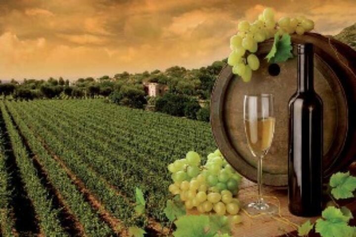 vignevino