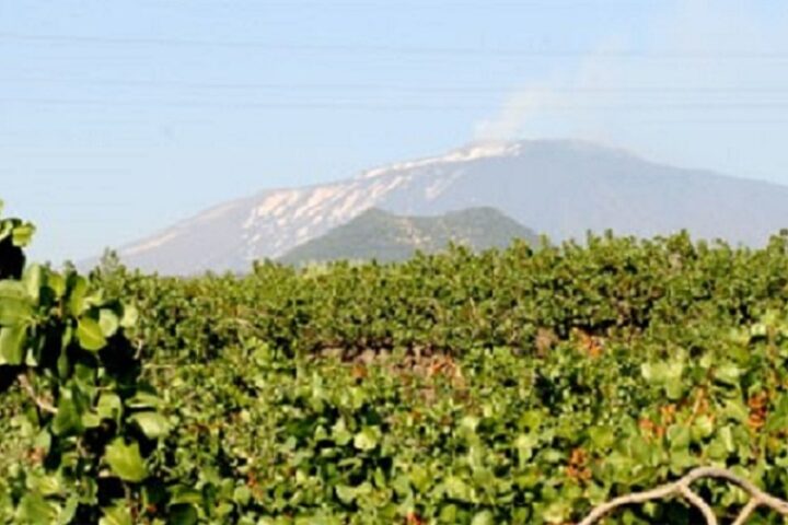 pistacchio bronte