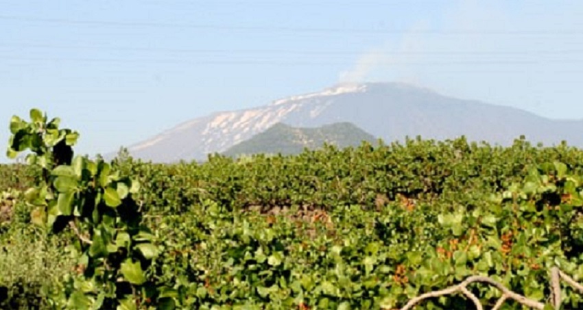 pistacchio bronte