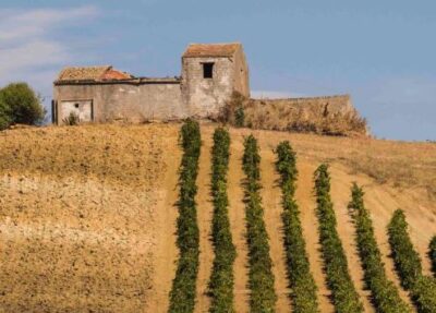 2consorzivinosicilia