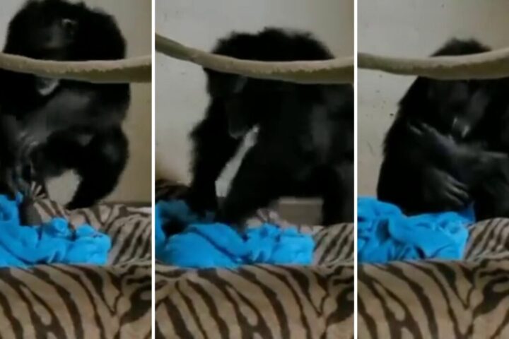mamma scimpanze cucciolo