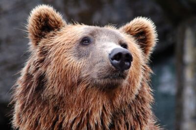 bear g5b38e827e 1280 1