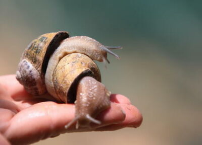 snails farm in manouba