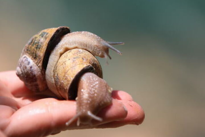 snails farm in manouba