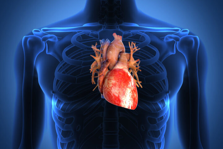 cuore 1