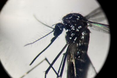 zanzara dengue afp