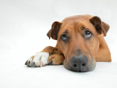 proteggere gli animali dallafa 1