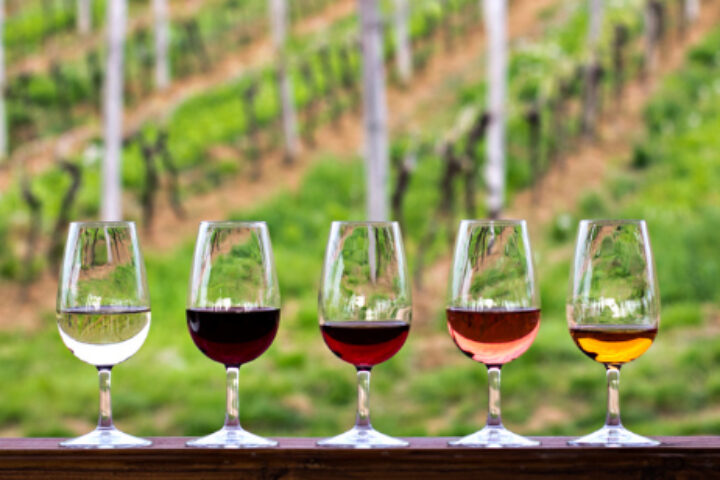 vino vini