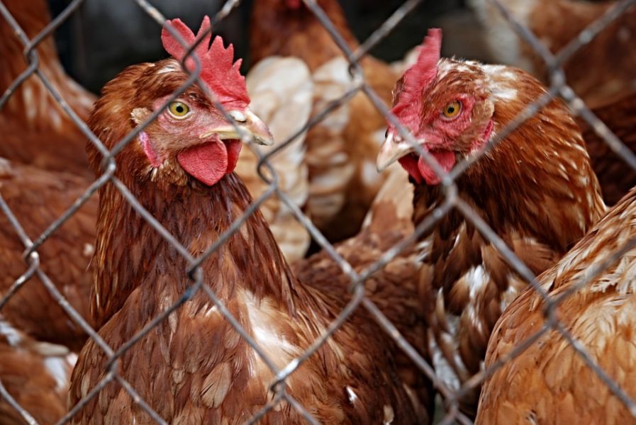 galline
