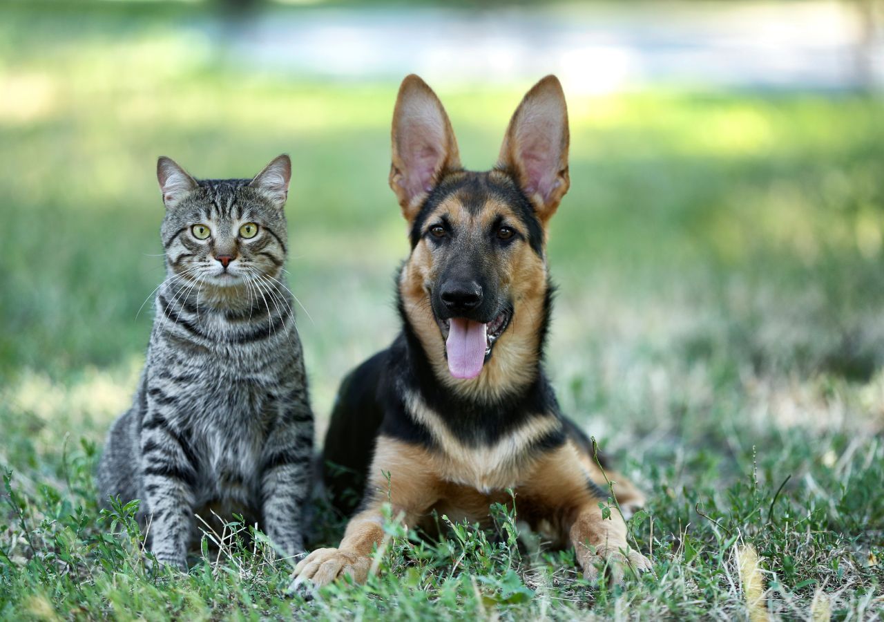 riesgos para perros y los gatos por el calor del verano consejos para evitarlos 1719985975293 1280