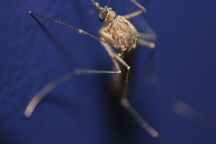 west nile