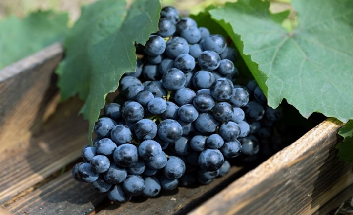 grappolo pinot noir
