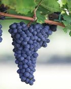 refosco grappolo