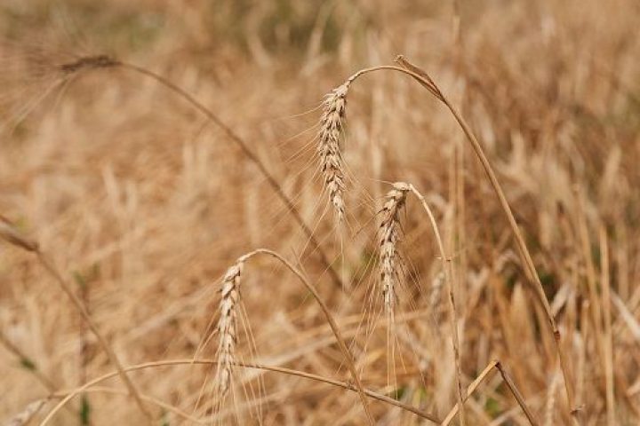 agricoltura/ accordo italia messico per sviluppo varietà frumento resilienti