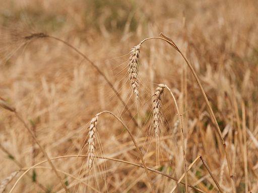 agricoltura/ accordo italia messico per sviluppo varietà frumento resilienti