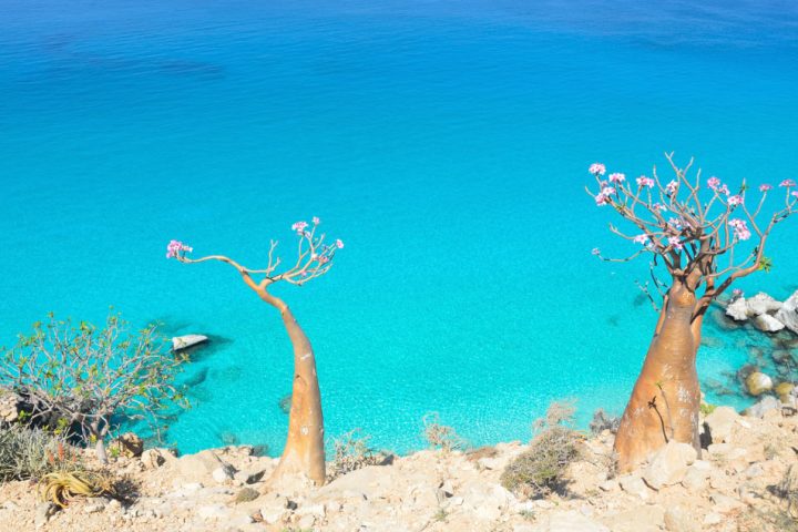 socotra yemen