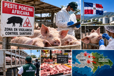 alerta sanitaria por peste porcina en rd