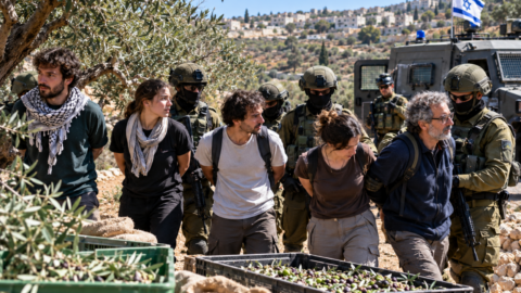 detención en un olivar mediterráneo